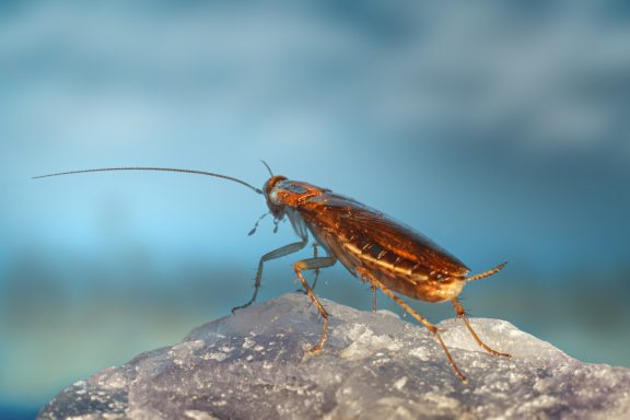 Une blatte rousse sur une pierre, en arrière-plan flou.