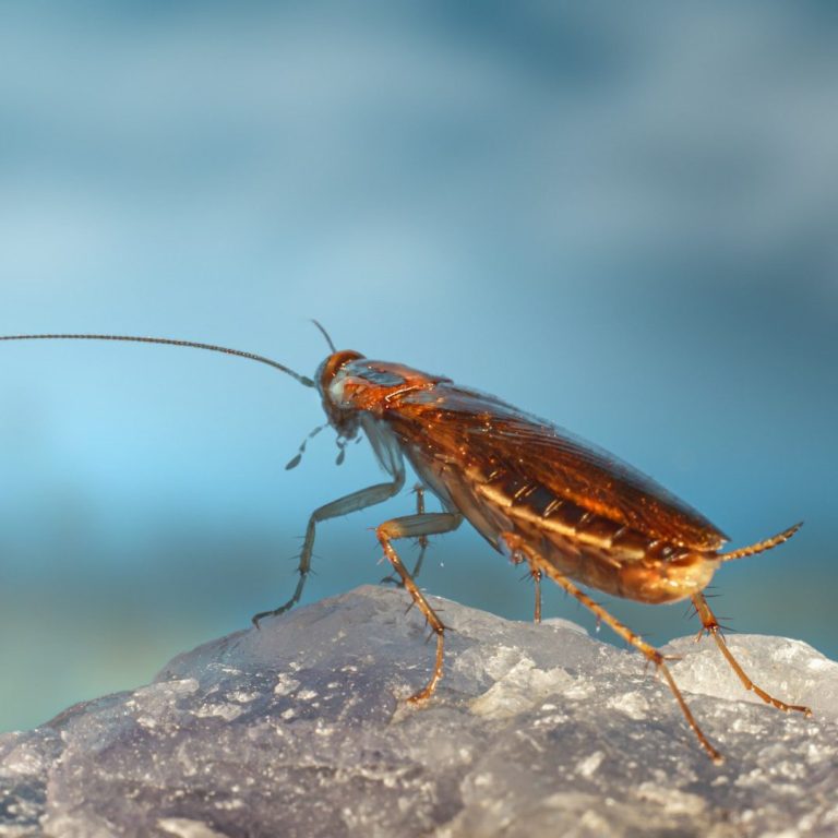 Blatte brune sur une pierre, arrière-plan flou bleu et vert.