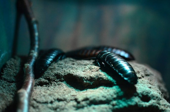 Deux insectes rampants sur un sol sablonneux, avec un éclairage tamisé en arrière-plan.