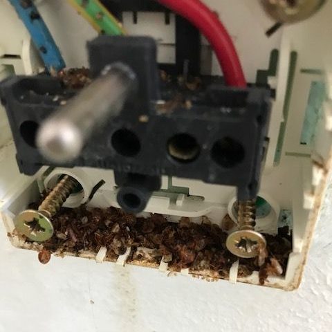 Fissure avec des vis et des débris insectes punaises à l'intérieur d'un boîtier électrique.