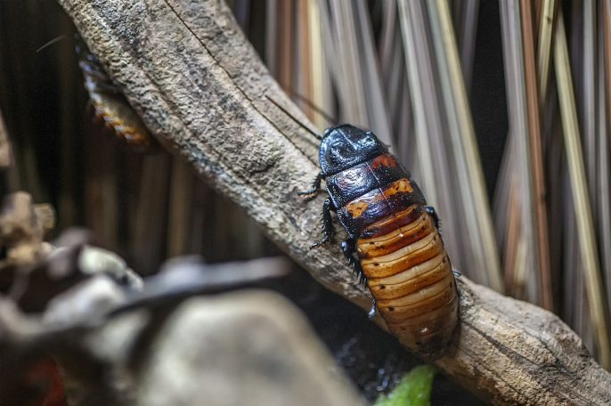 Un insecte avec une carapace noir et orange sur une branche, entouré de feuillage.